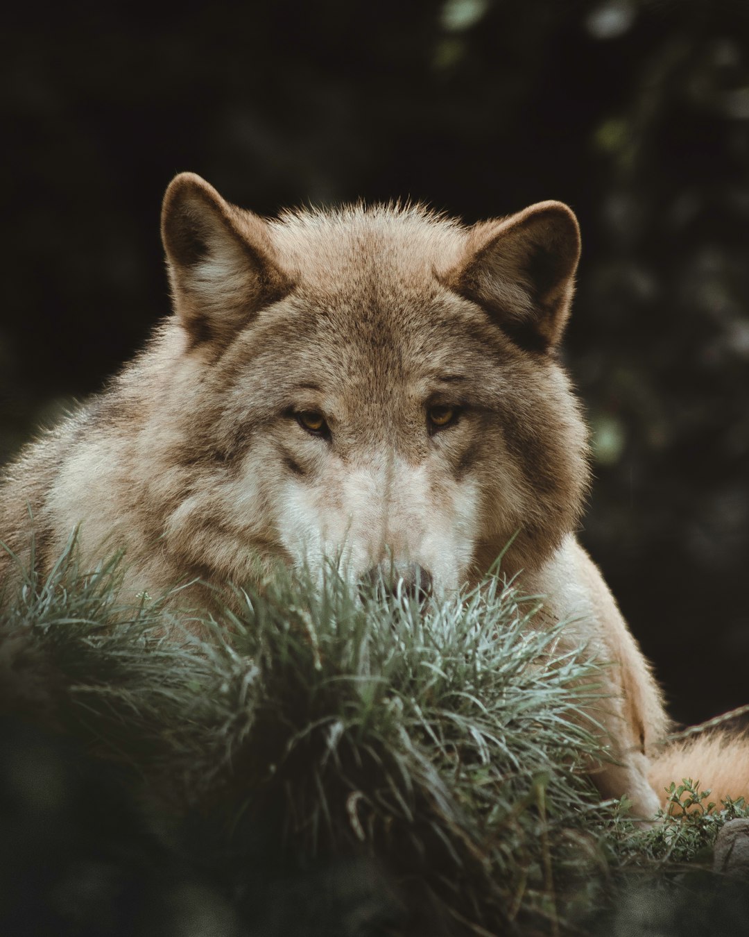 brown and white wolf on green grass