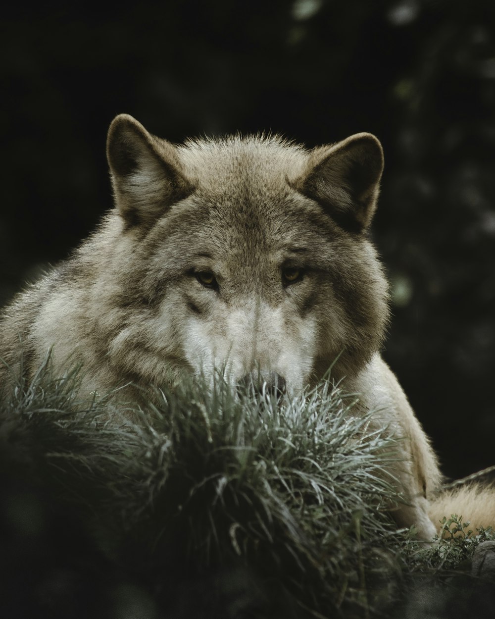 brown and white wolf on green grass