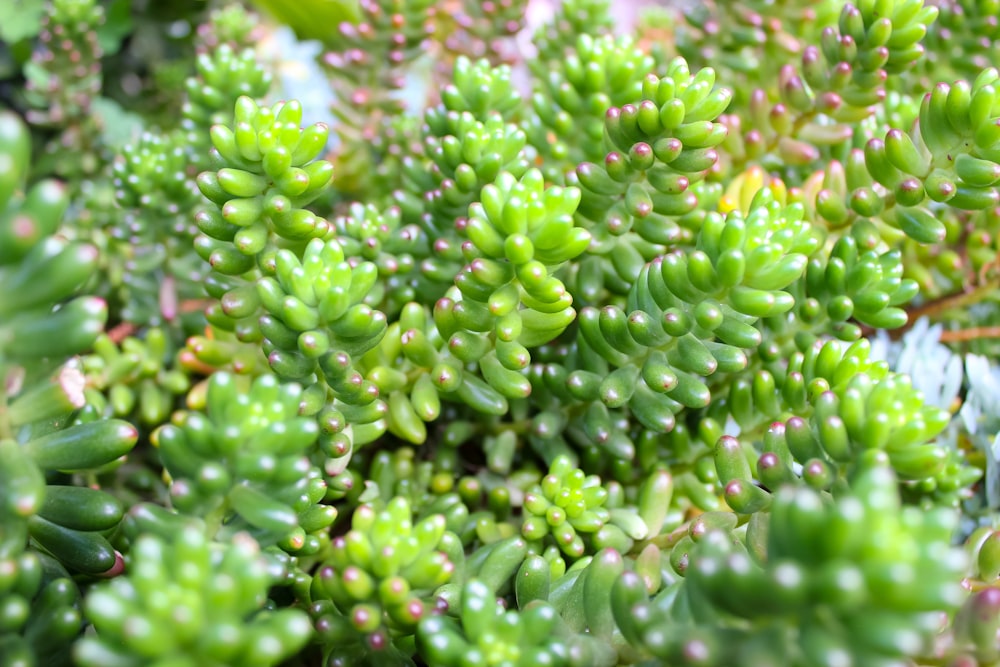 green plant in macro lens