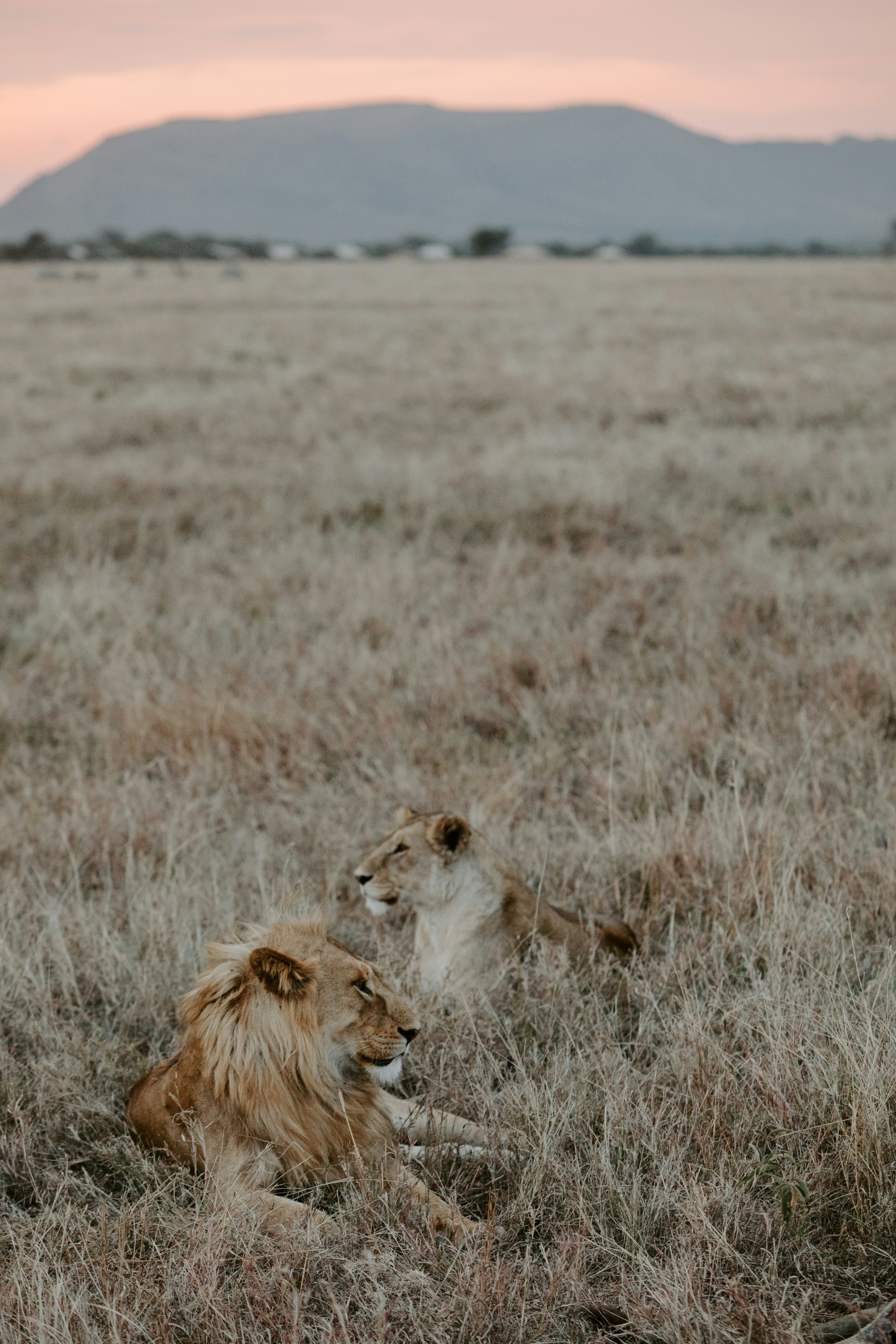 Serengeti National Park at sunset
