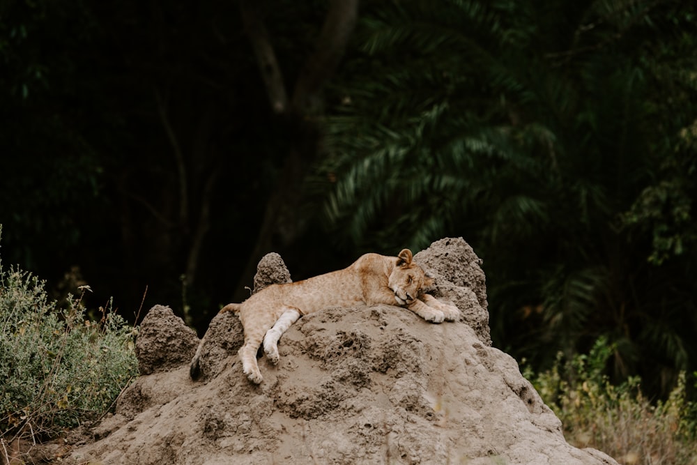 Lionne brune couchée sur la roche grise pendant la journée