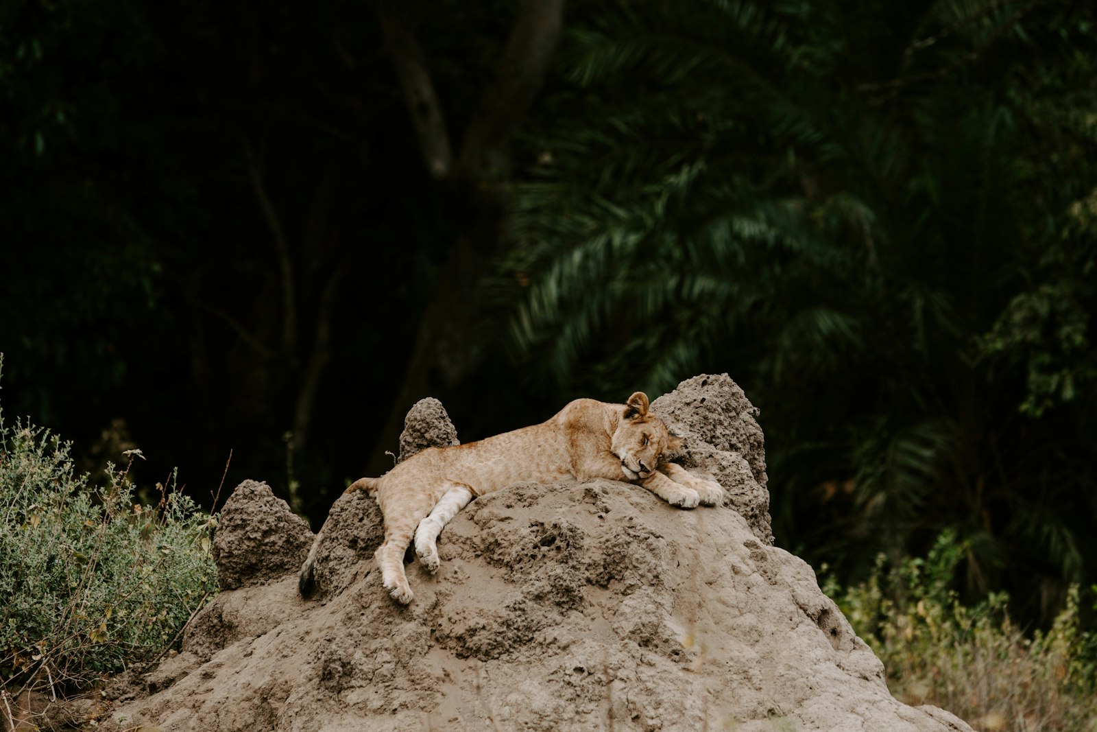 Canon EOS 5D Mark IV + Canon EF 70-200mm F2.8L IS USM sample photo. Brown lioness lying on photography