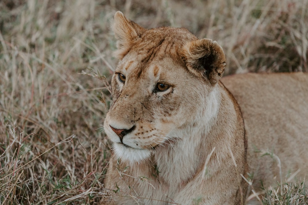 brown lion on green grass during daytime