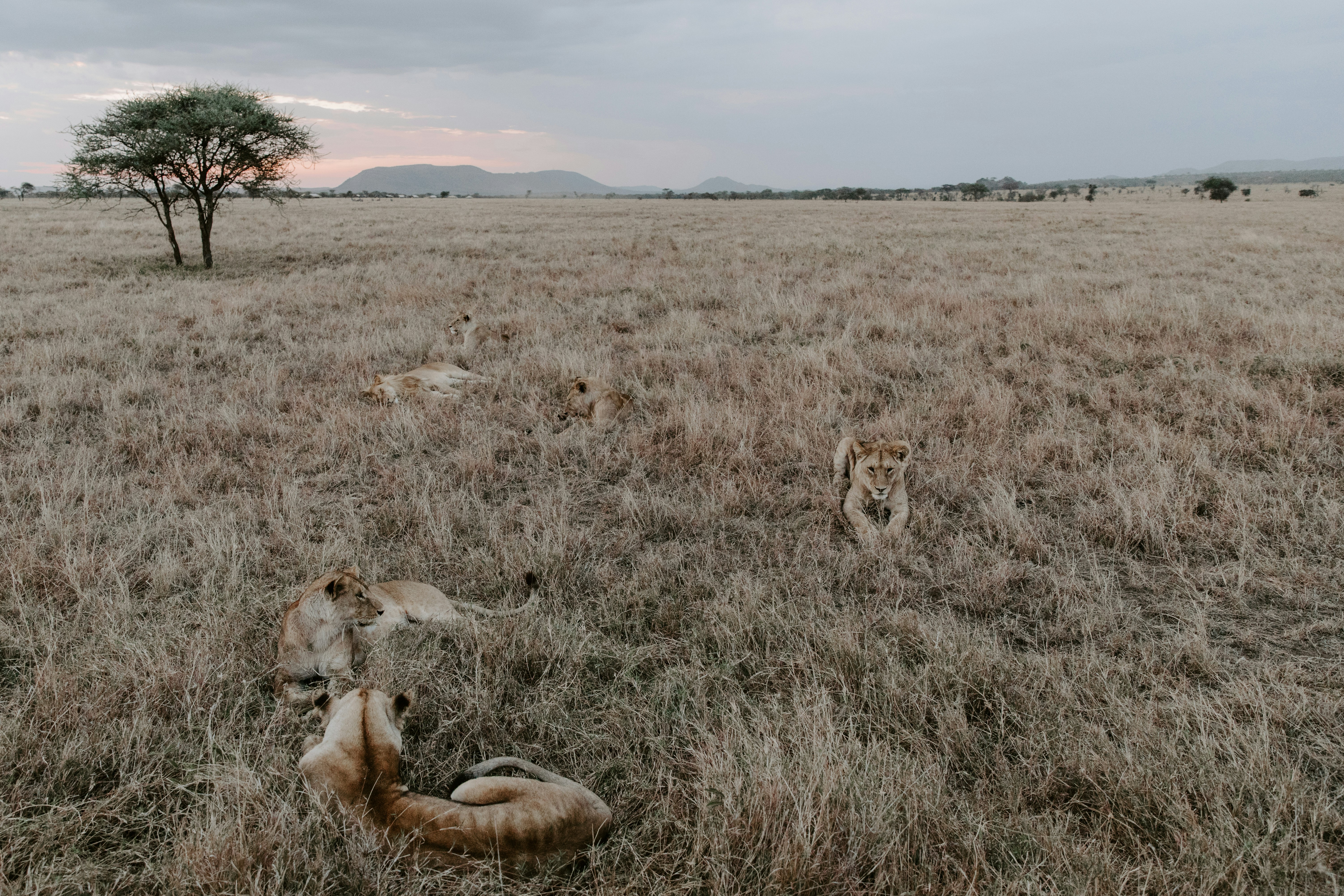León marrón y blanco en el campo de hierba marrón durante el día