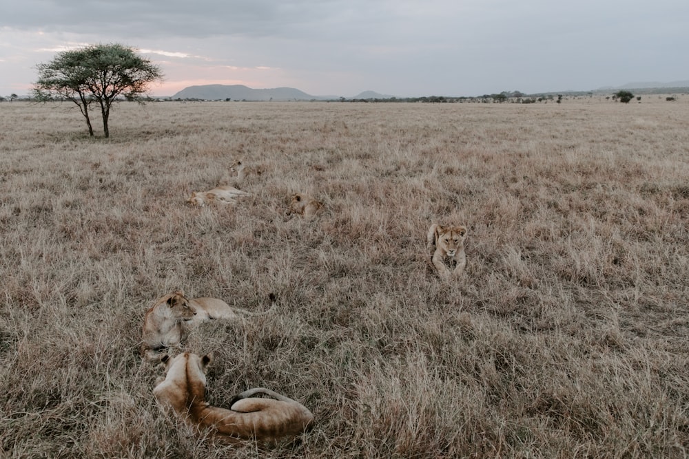 brown and white lion on brown grass field during daytime