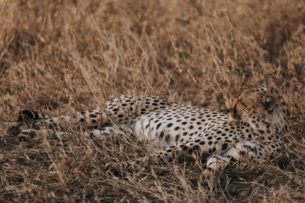 leopardo marrone e nero sdraiato sul campo di erba marrone durante il giorno