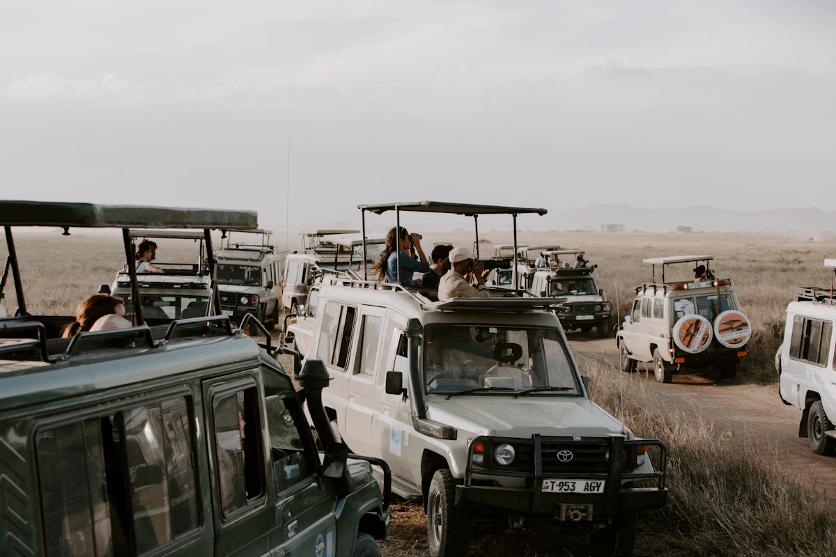 Safari vehicles with open roofs stopped on the grassy plains of the Serengeti