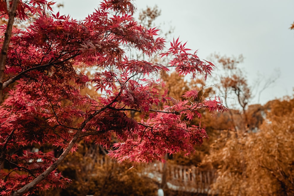 rote und weiße Blumen tagsüber