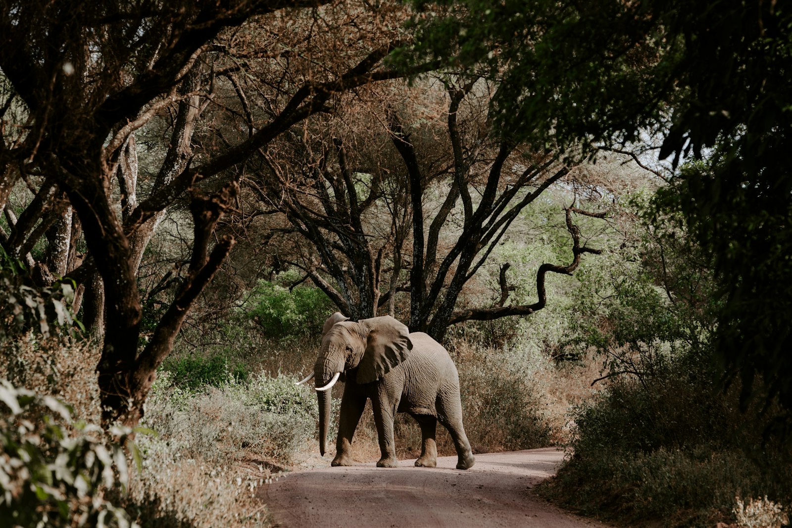 Canon EOS 5D Mark IV + Canon EF 70-200mm F2.8L IS USM sample photo. Elephant walking on road photography