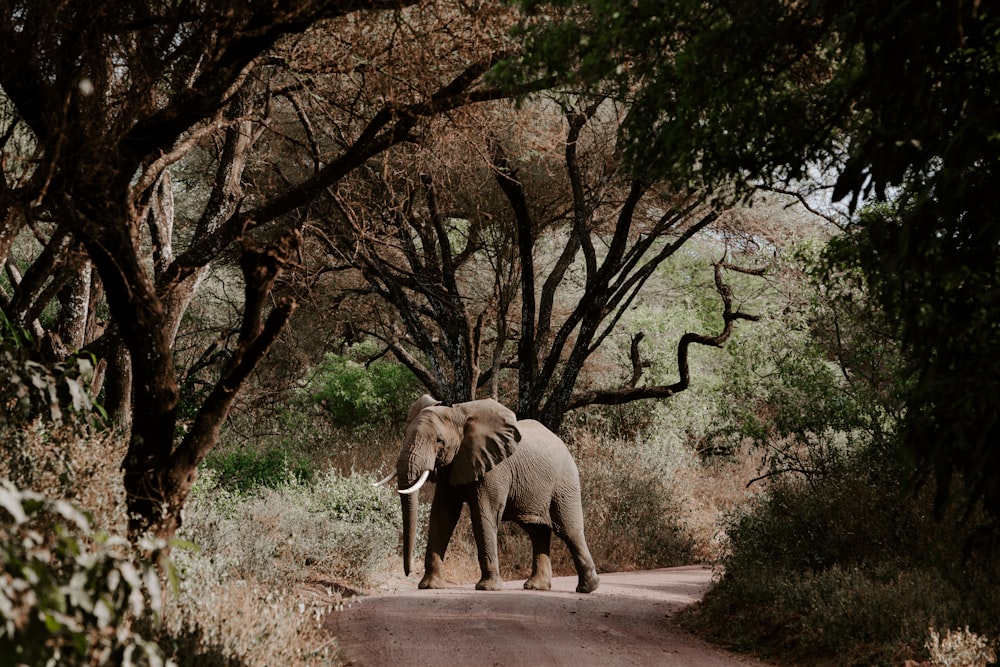 elephant walking on road near bare trees during daytime
