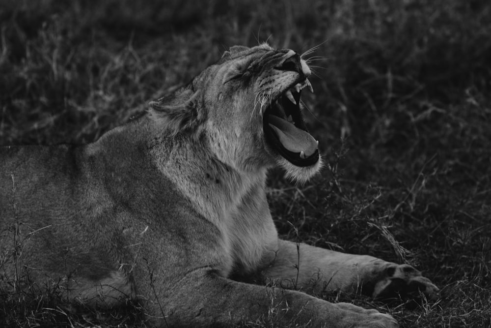 Foto en escala de grises de un león tumbado en la hierba