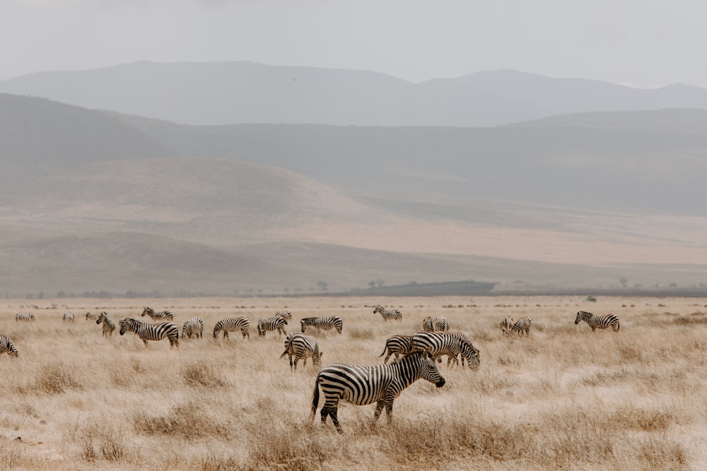 zebra sul campo di erba marrone durante il giorno