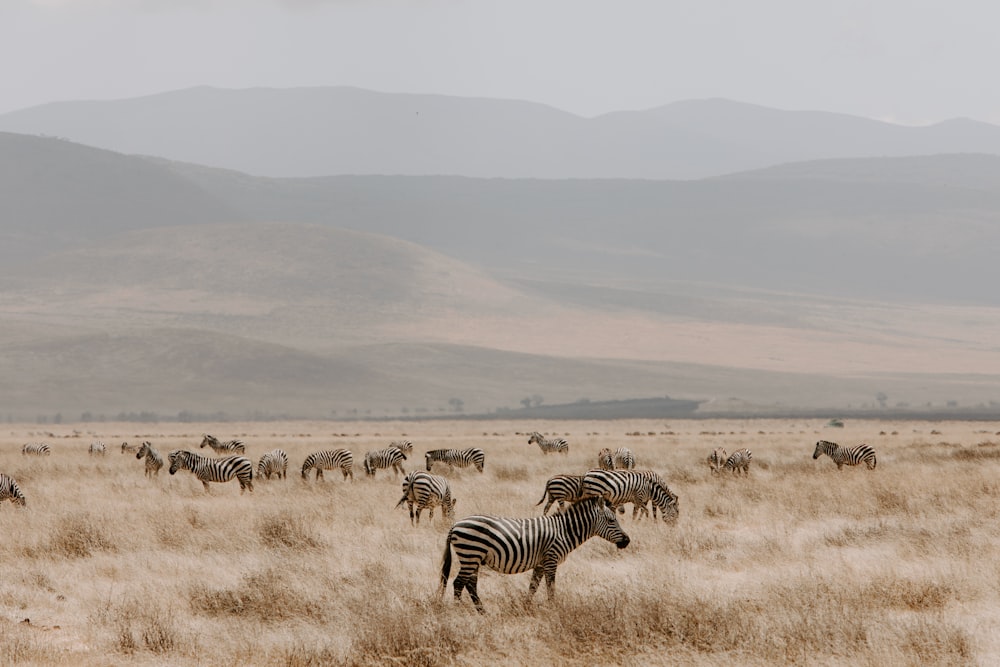 zebra on brown grass field during daytime