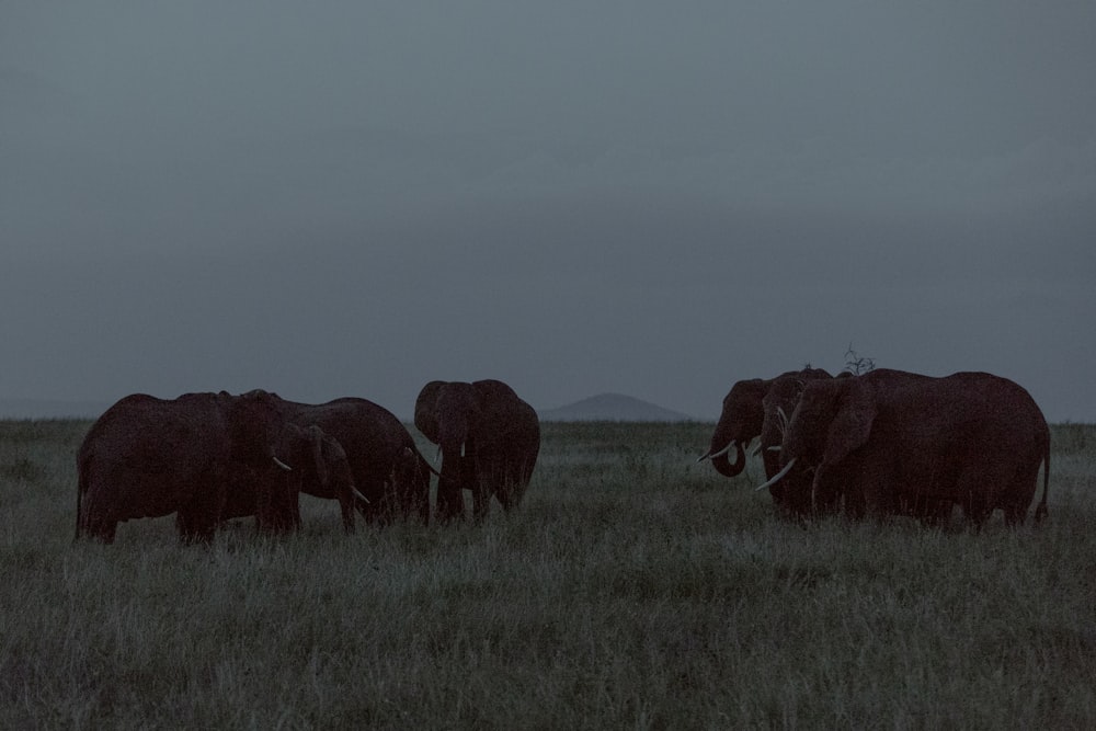 elephant on green grass field during daytime