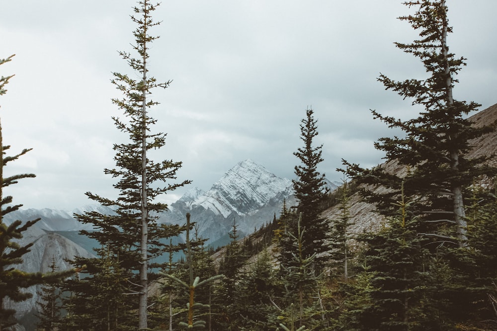 green trees near mountain under white clouds during daytime