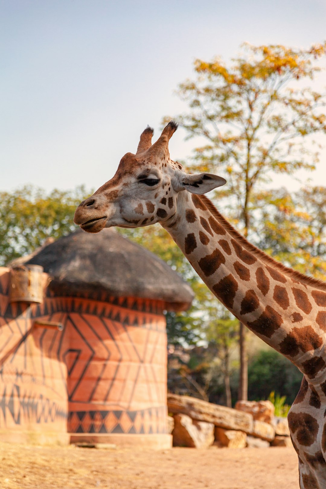 giraffe head in close up photography