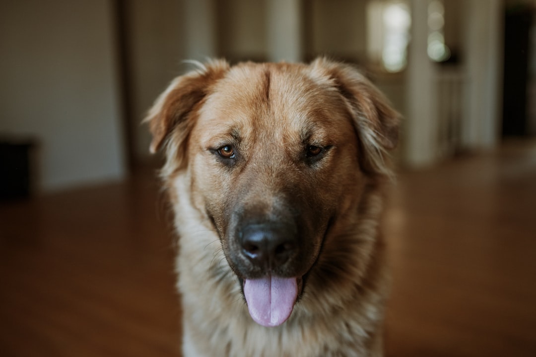 brown and white short coated dog