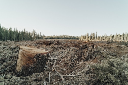 A team of workers clearing land with machinery.