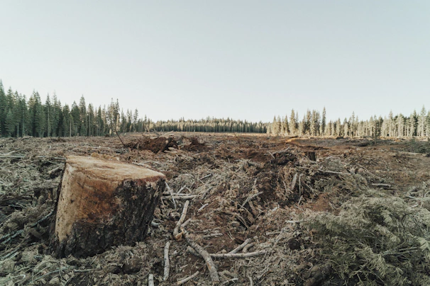 Wide shot of a freshly cleared yard with smooth ground where multiple stumps were removed