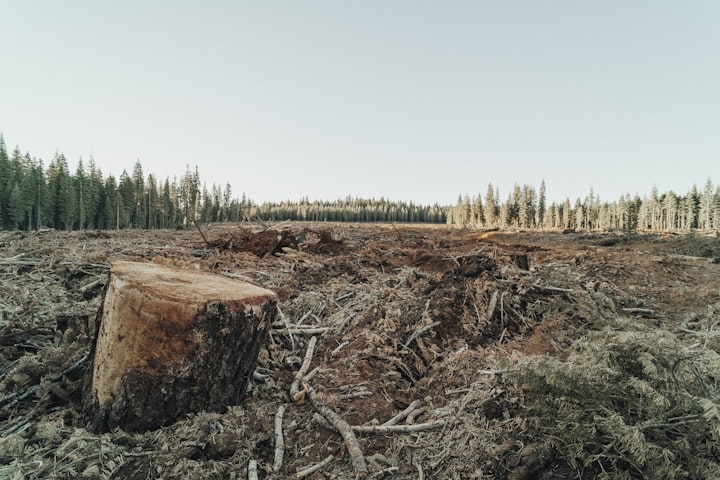 Deforestation and its Impact on Earth's Environment