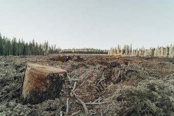 A large area of land is cleared with numerous tree stumps and debris scattered around, indicating deforestation. A forest still stands in the background under a clear sky.
