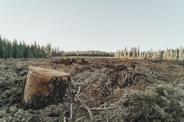 A large area of land is cleared with numerous tree stumps and debris scattered around, indicating deforestation. A forest still stands in the background under a clear sky.