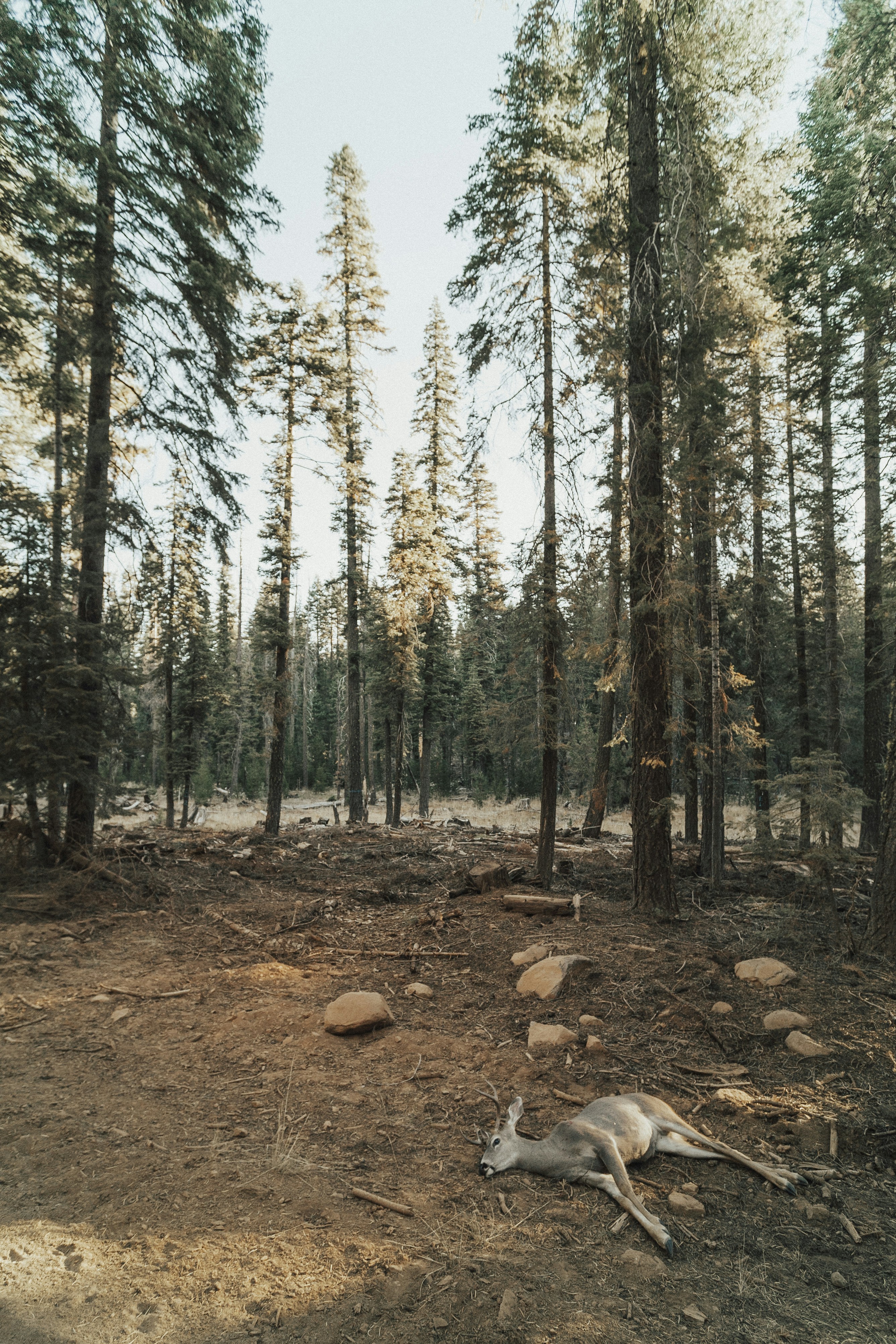 árboles verdes en suelo marrón durante el día