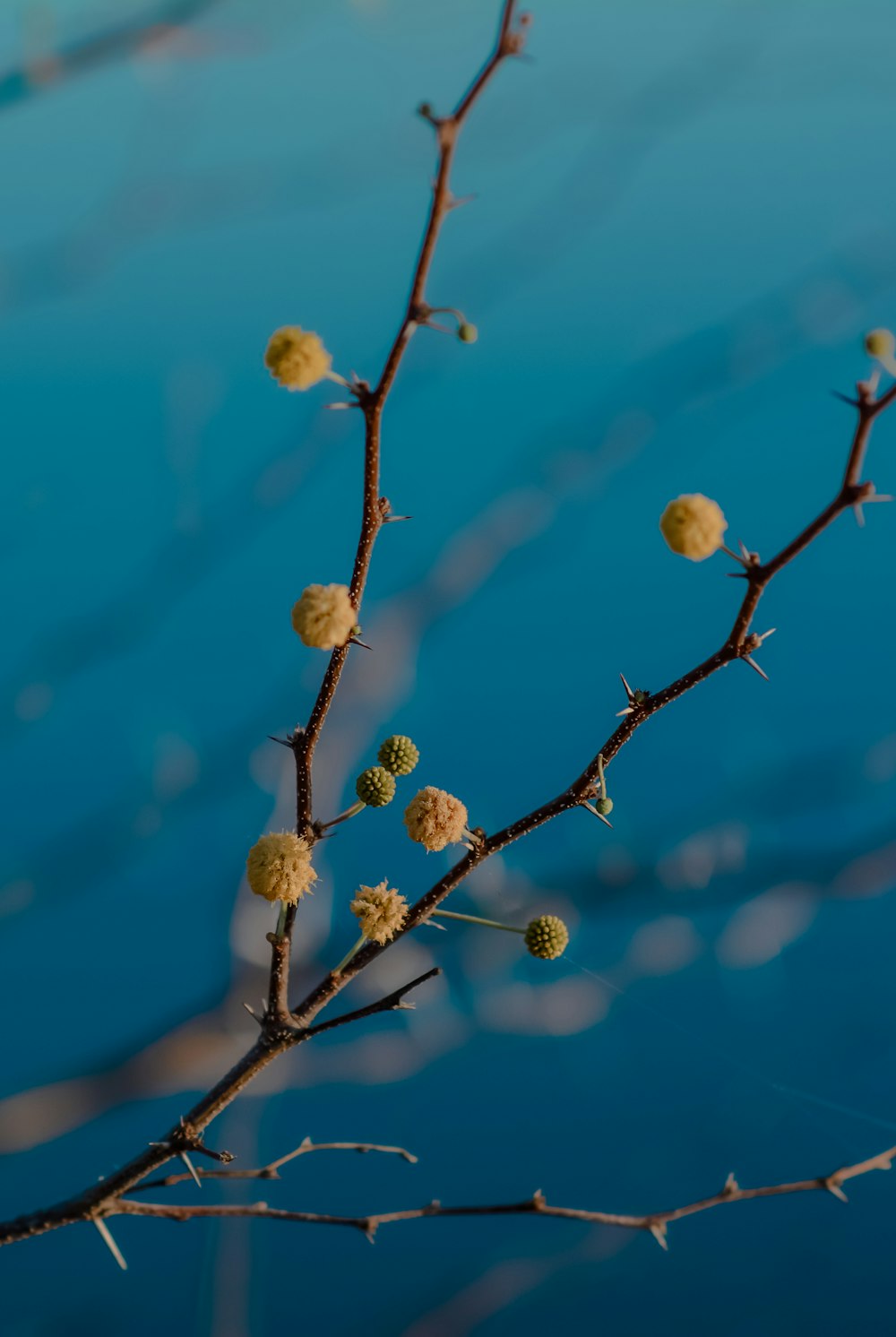 green round fruit on brown tree branch during daytime