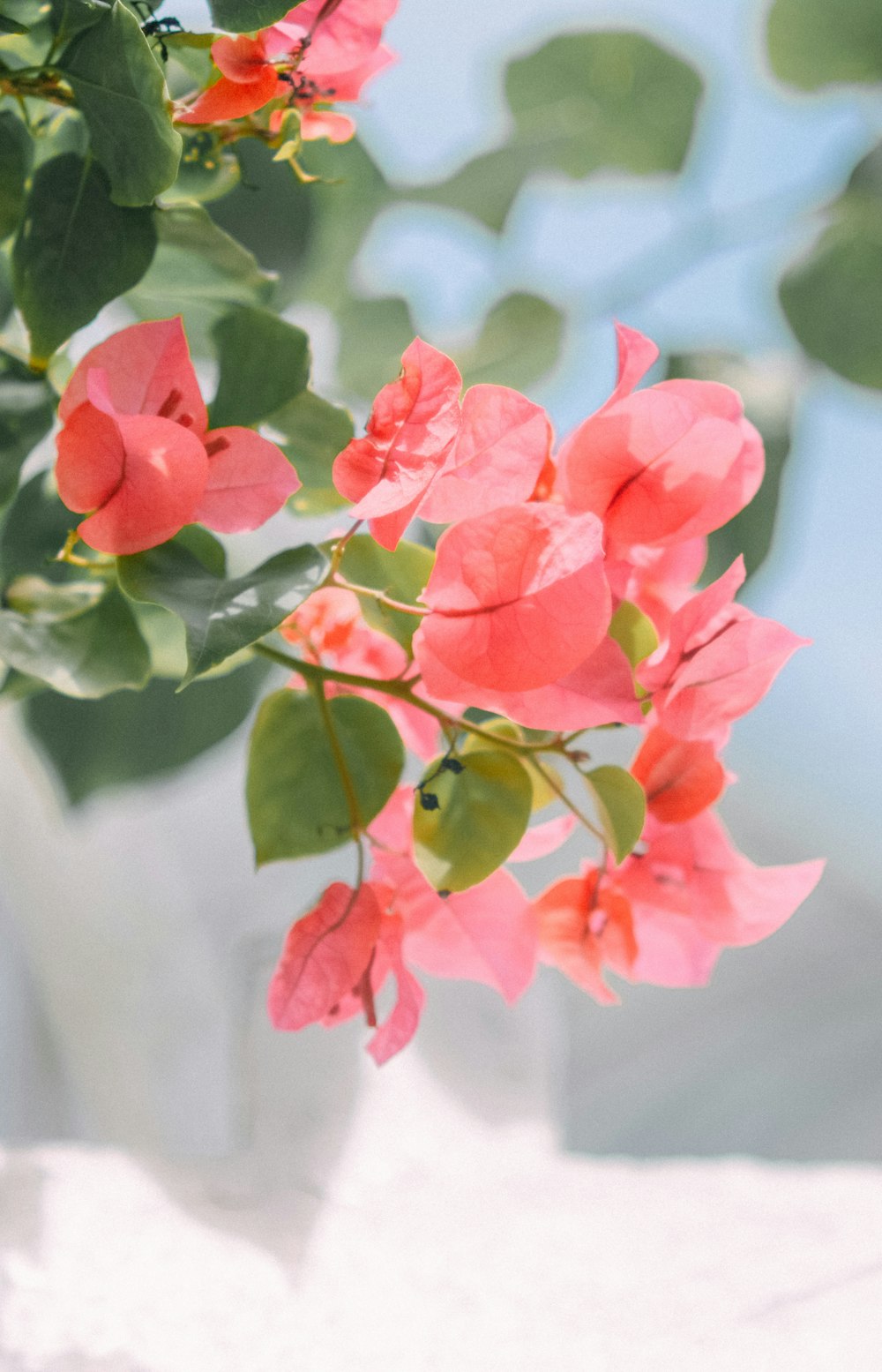 red flowers in tilt shift lens