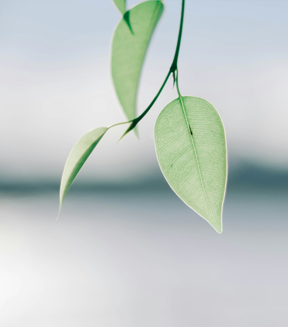 green leaves in tilt shift lens