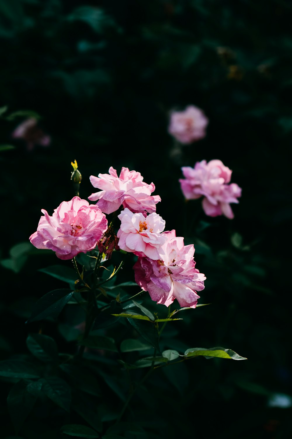 pink flowers in tilt shift lens