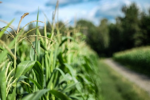 A vibrant green cornfield with tall stalks under a blue sky. The field is lush with healthy corn plants, and a dirt path runs along the edge. The background features blurred trees and sky, providing a peaceful rural setting.