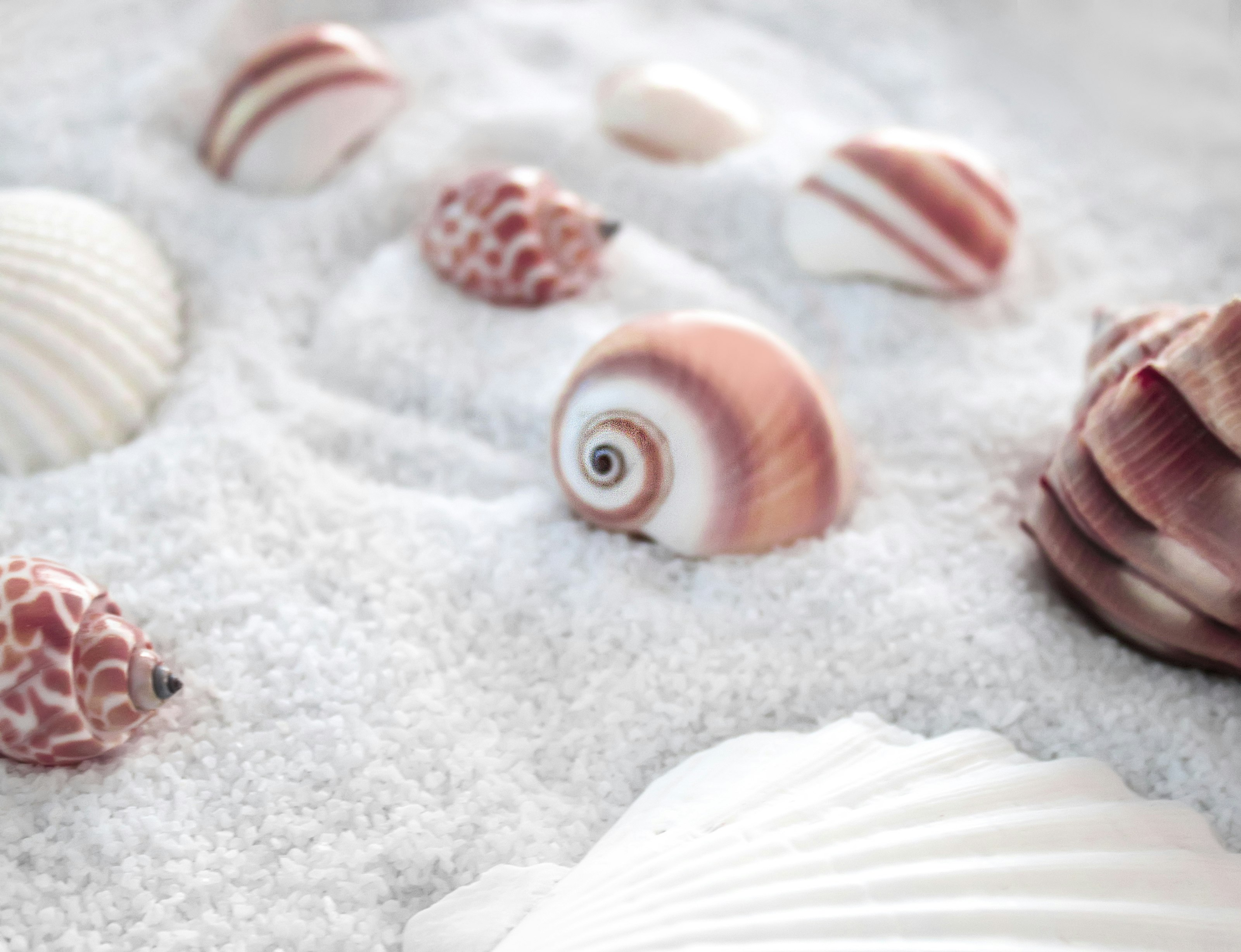 white and brown seashell on white textile