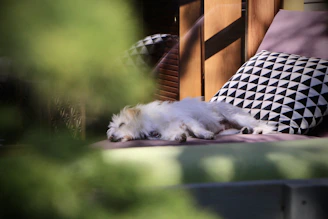 A cozy scene of a dog resting peacefully on a soft beige cushion in a sunlit room.