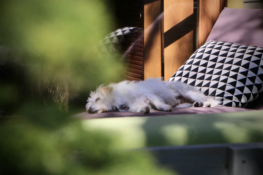 Cloud-Soft Dog Bed