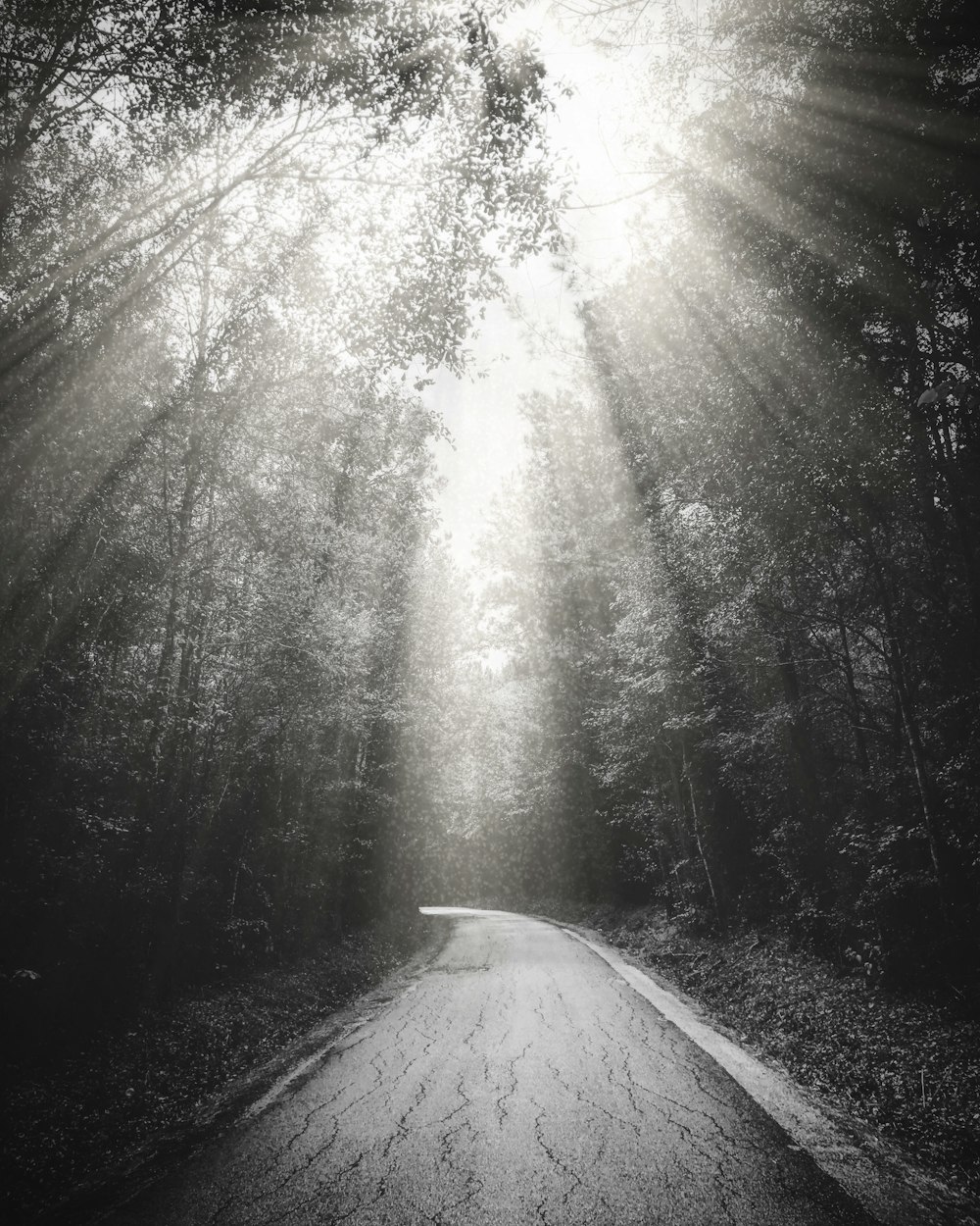 grayscale photo of road between trees