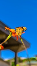 monarch butterfly perched on orange flower in close up photography during daytime