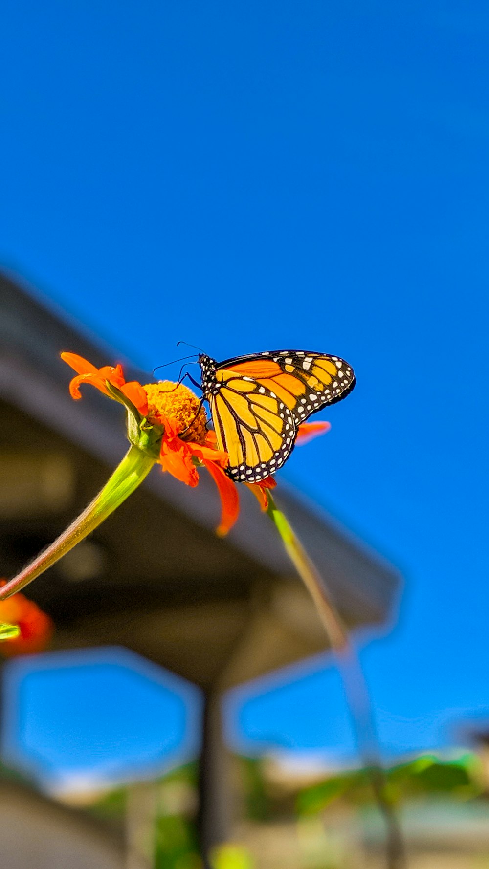 Monarchfalter sitzt tagsüber auf orangefarbener Blume in Nahaufnahme