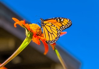 monarch butterfly perched on orange flower in close up photography during daytime