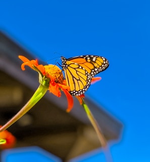 monarch butterfly perched on orange flower in close up photography during daytime