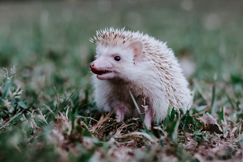 A hedgehog with spiky quills is seen standing on grass. Its face is visible with small eyes and ears, and it appears to be in a natural outdoor setting.