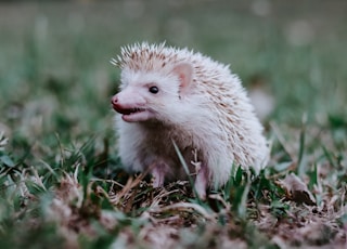 white hedgehog on green grass during daytime