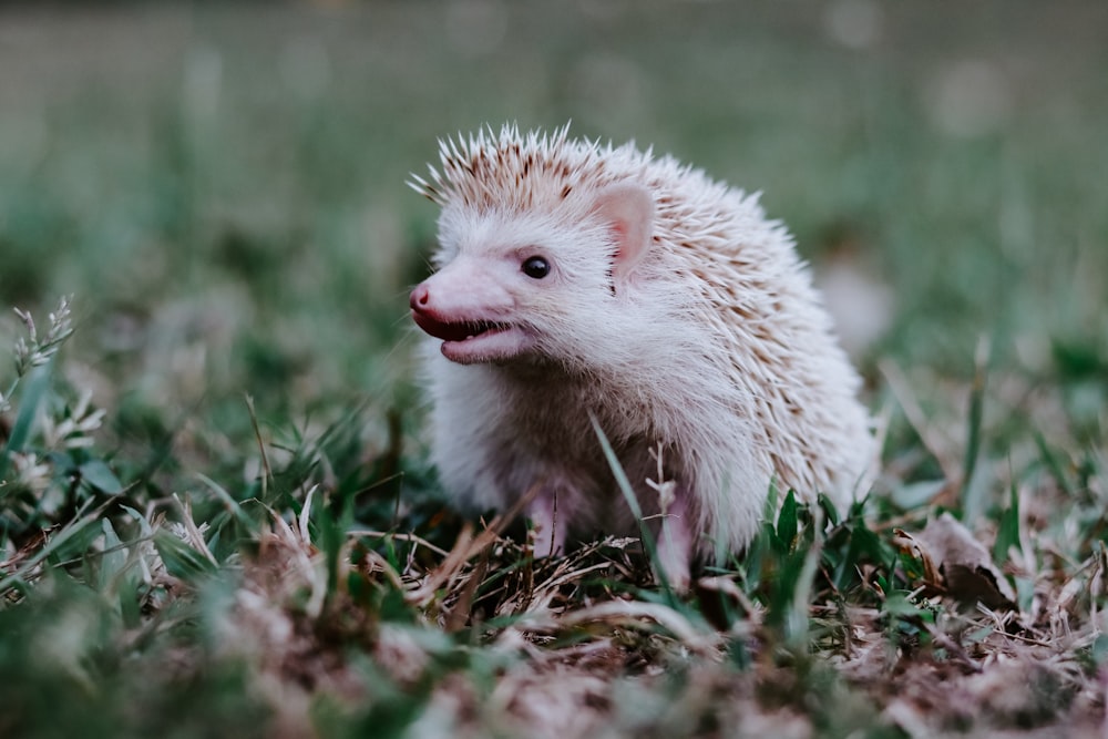 white hedgehog on green grass during daytime