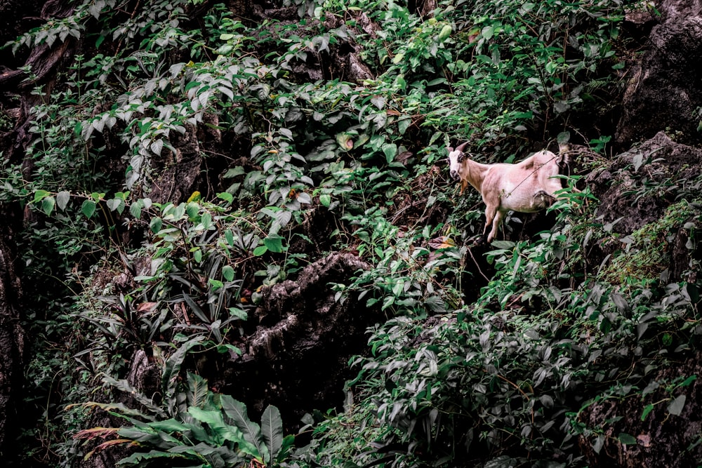 Vaca marrón en plantas verdes durante el día