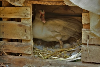 A duck is sitting inside a rustic wooden crate, surrounded by straw. Beneath the duck, several eggs can be seen, suggesting a nesting setup. The lighting is dim and shadowy, with parts of the crate appearing weathered and worn.