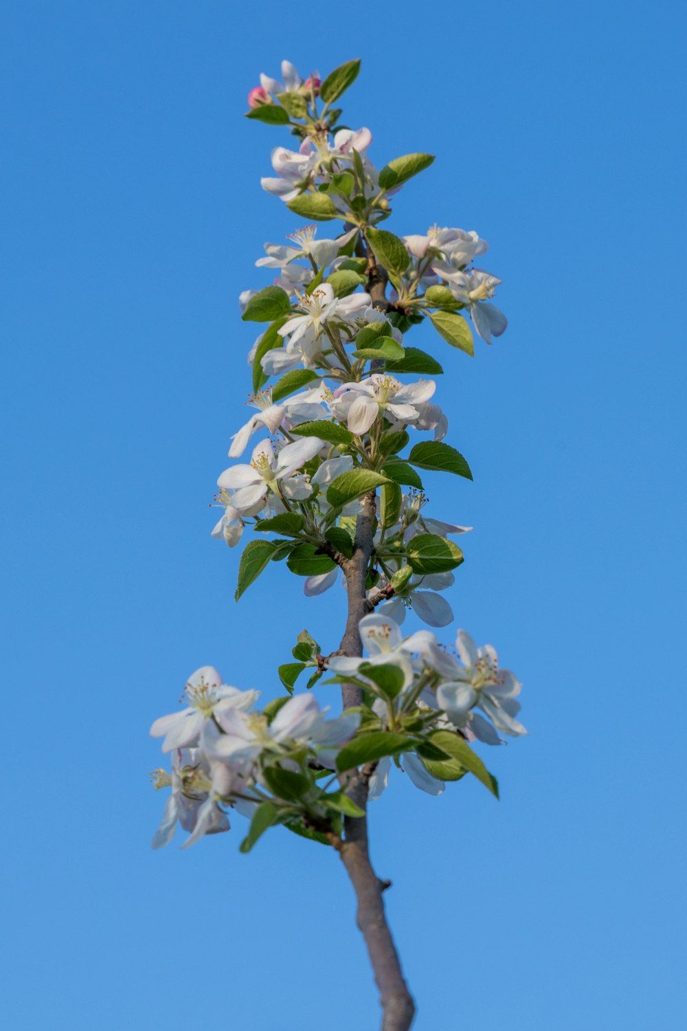 white flowers on brown tree branch