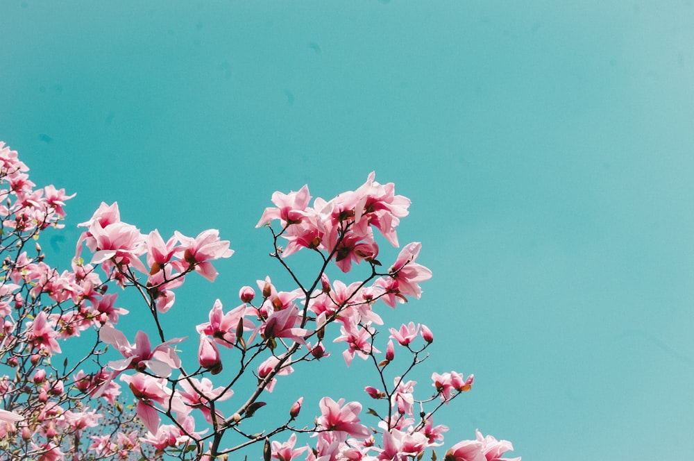 pink cherry blossom in bloom during daytime