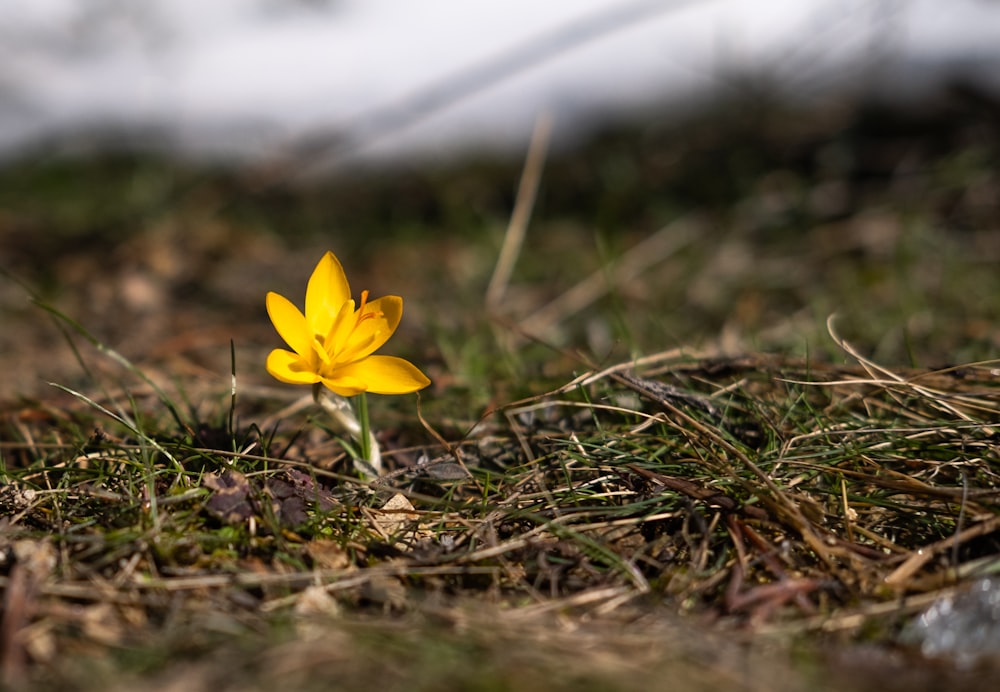 yellow flower on brown grass