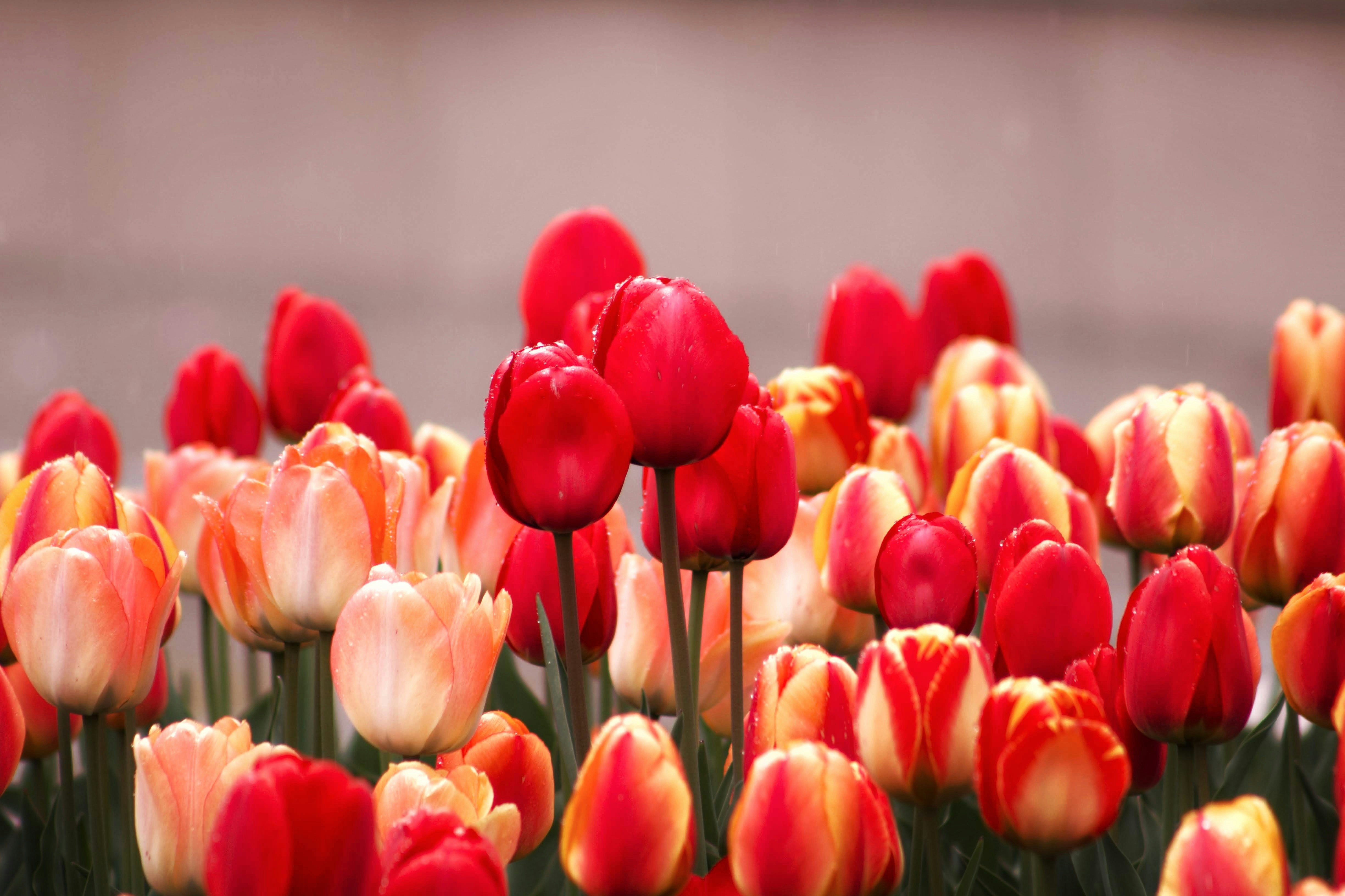 Photo by joshua_hoehne