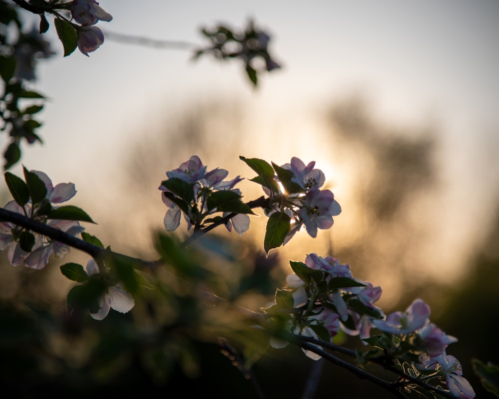 purple flowers in tilt shift lens